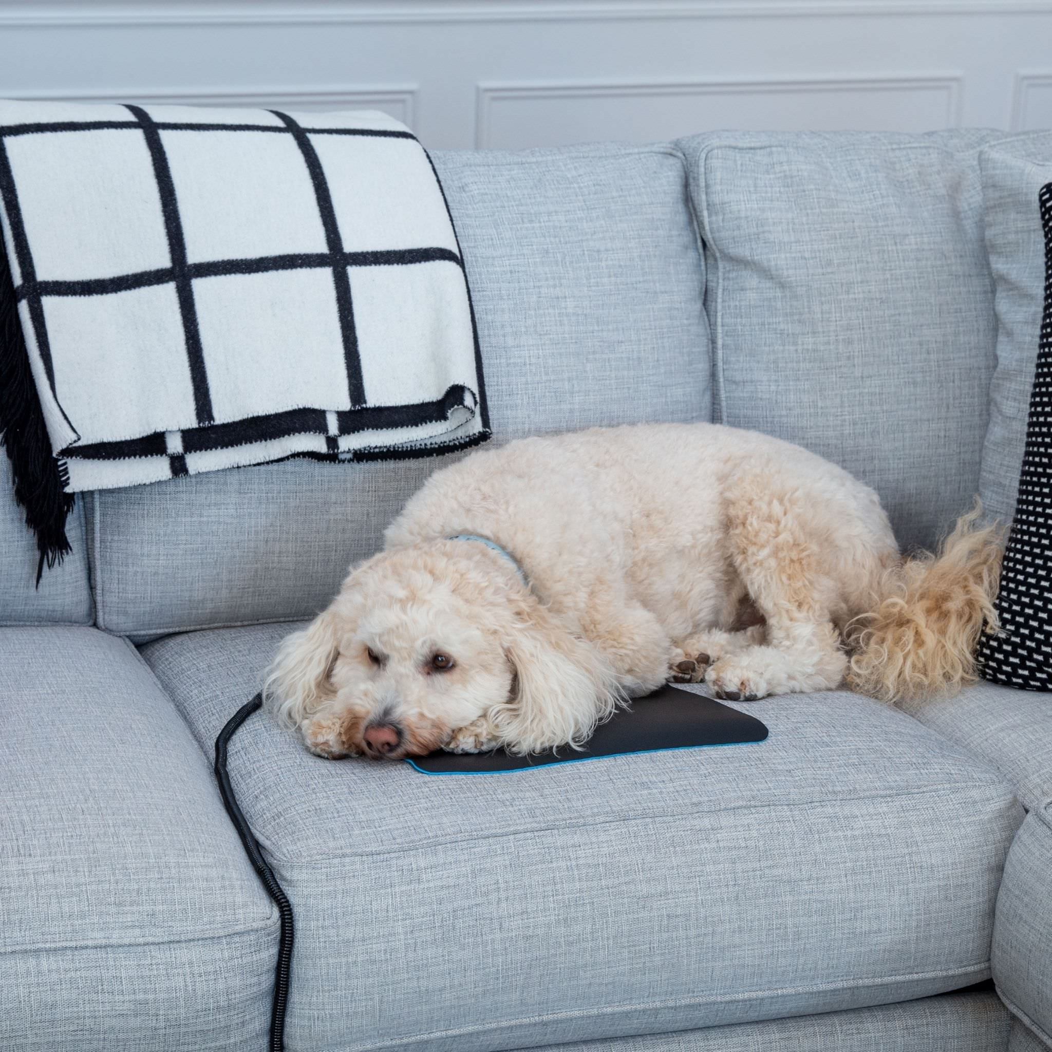 Dogs And Cats Love To Ground On The Earthing Chair Mat.Jpg